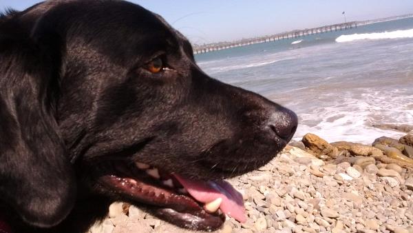 /Images/uploads/International Guiding Eyes Inc/gdapawsitivitycalendar/entries/20773thumb.jpg